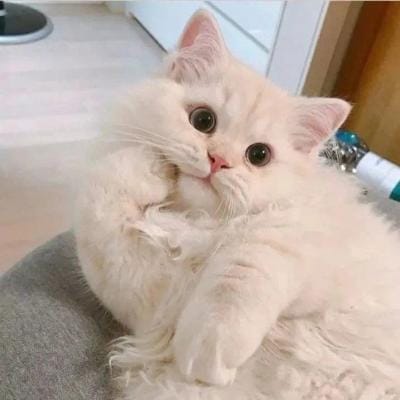 فریحہ جاوید avatar